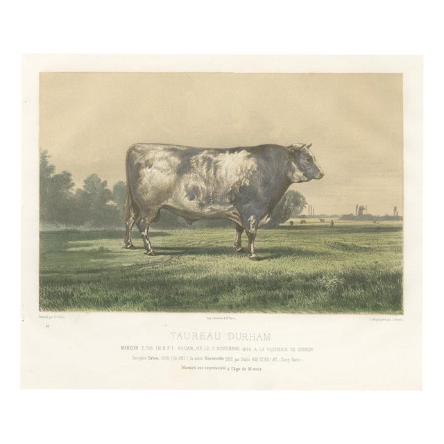 Markob, Durham Shorthorn Bull of Corbon, 1873, Paper For Sale