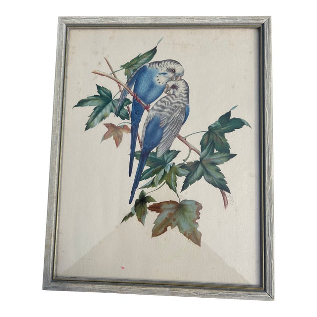 Collection of 4 Parakeet / Budgies Framed Prints by Artist E. Serton For Sale