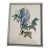 Collection of 4 Parakeet / Budgies Framed Prints by Artist E. Serton For Sale