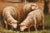 Continental Style Pair of Pastoral Landscape Paintings With Sheep For Sale - Image 9 of 18