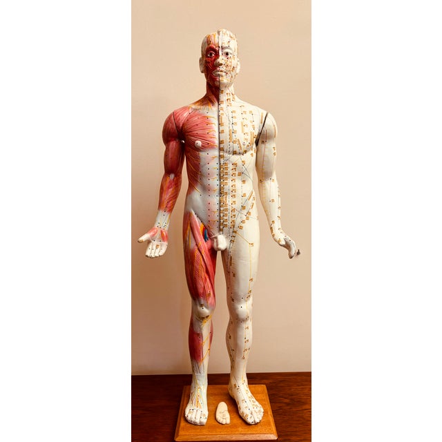 Anatomy of Man Acupuncture Detachable Arms, 1965 For Sale - Image 13 of 18