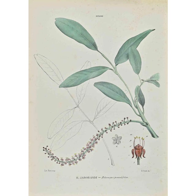 Vincenzo Tenore, Jaborandi, Lithograph, 1870s For Sale