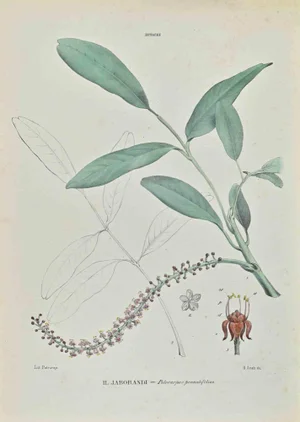 Vincenzo Tenore, Jaborandi, Lithograph, 1870s