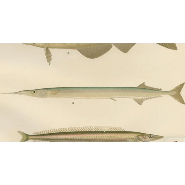 Aeg, Scandinavian Fish, 1895, Lithograph For Sale - Image 4 of 10