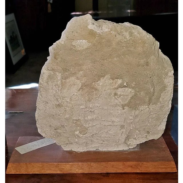 PRESENTING a STUNNING piece of Indian Antiquity from circa the 5th Century, namely, a 5th Century Indian Headless Bust...