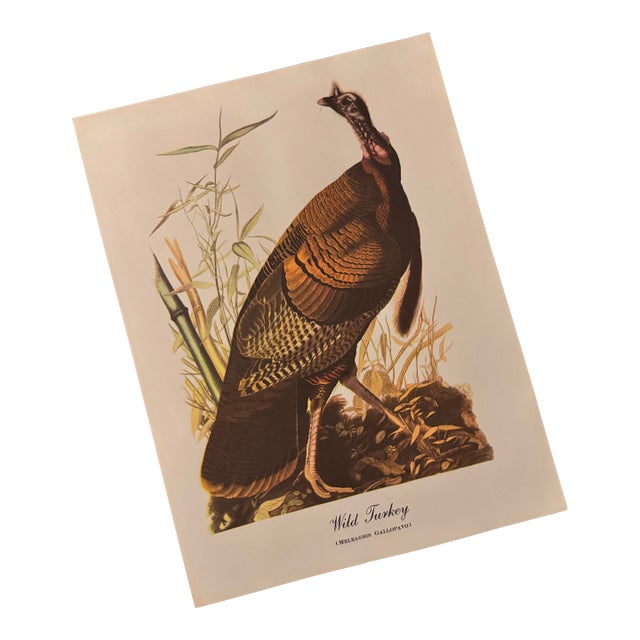 Vintage Audubon Style “Wild Turkey” Ornithological Print, Unframed For Sale