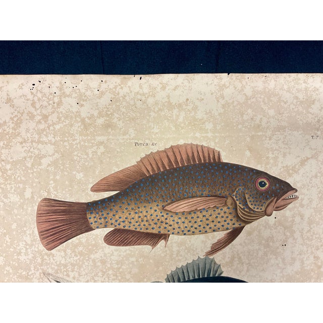 Mark Catesby Engraving, "Coney Fish and Cottonwick" For Sale In Tampa - Image 6 of 10