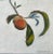 Textile “Is That All" Contemporary Impressionist Still Life (Includes Frame) of Peach Branch by Mill Valley Artist Mary Anne McKernie For Sale - Image 7 of 8