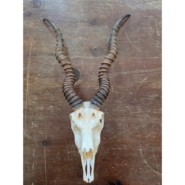 Rustic Blackbuck Skull For Sale - Image 11 of 11