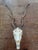 Rustic Blackbuck Skull For Sale - Image 11 of 11