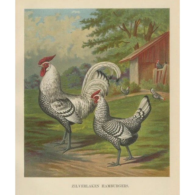 After Förster, Refined Silver Spangled Hamburg Chicken, 19th Century, Lithograph For Sale - Image 6 of 10