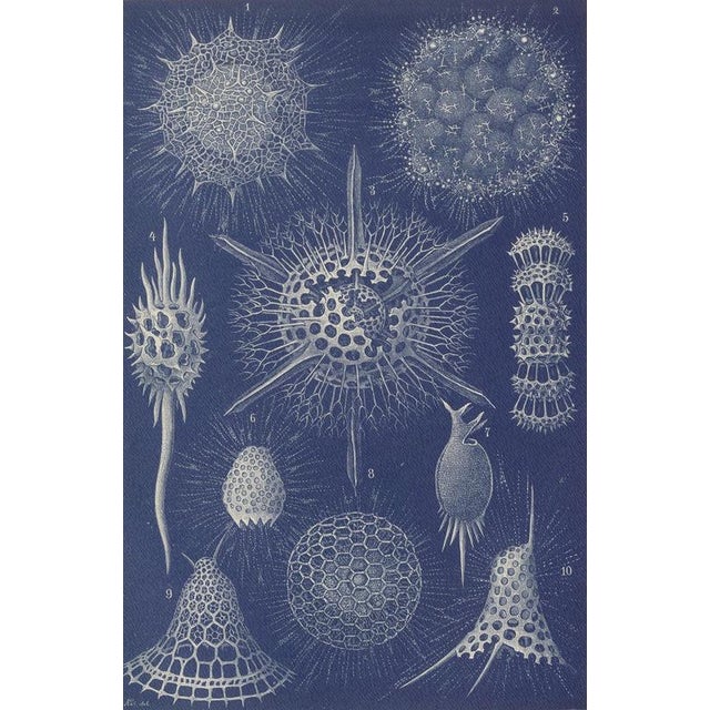 Richard Lydekker, Radiolarians, 1896, Color Process Print For Sale - Image 4 of 9