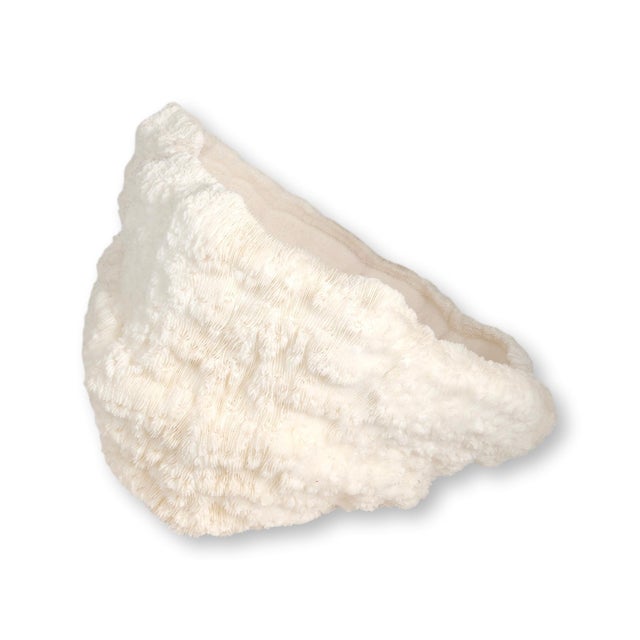 Mid 20th Century Large Natural Coral Bowl For Sale - Image 5 of 6
