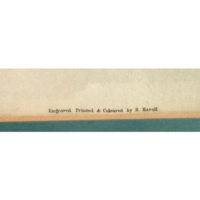 Pair of Vintage Framed Bird Illustration Lithographs by John James Audubon For Sale - Image 13 of 16