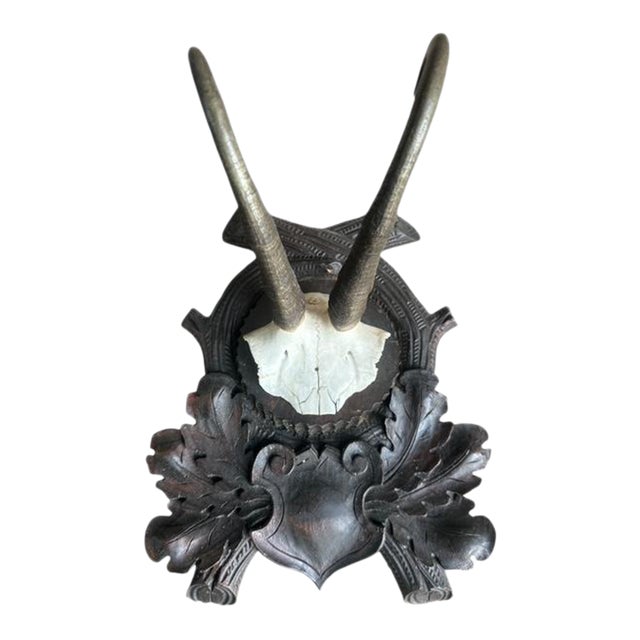 Early 1900s XL Chamois Goat Trophy Black Forest Horns Rd150 For Sale