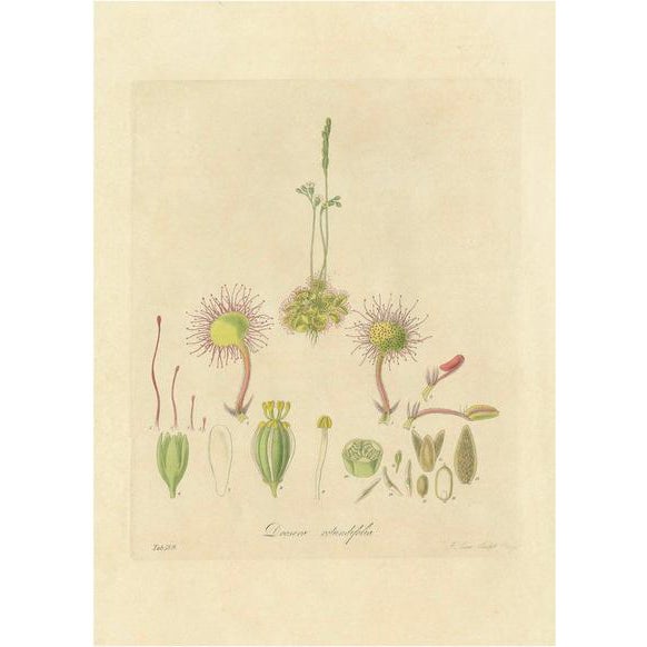Botanical Illustrations of Drosera, 1777 For Sale
