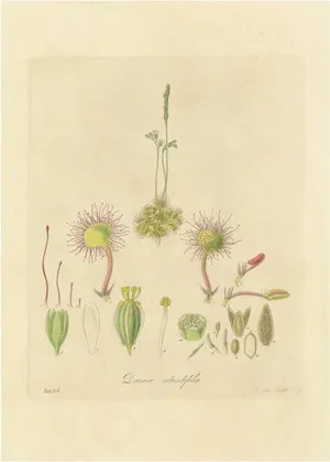 Botanical Illustrations of Drosera, 1777