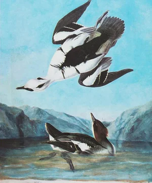 1966 Vintage Cottage Print "Smew Tern" by John James Audubon