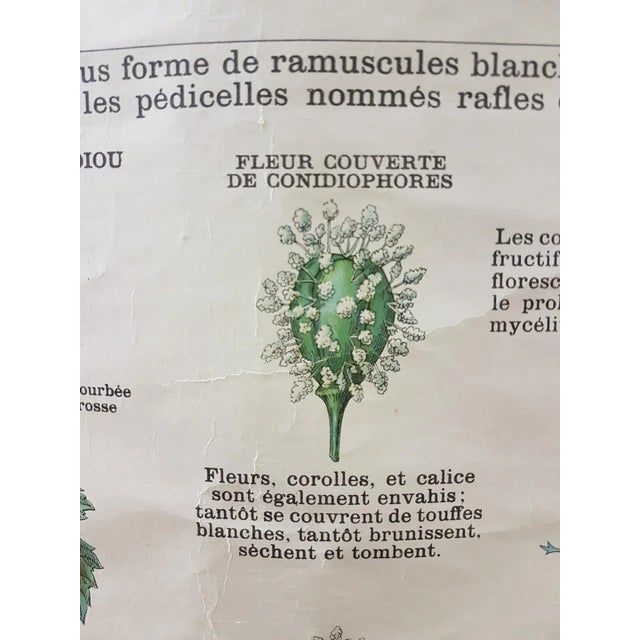 Textile Vintage Disease of the Vines Poster on Toile For Sale - Image 7 of 10