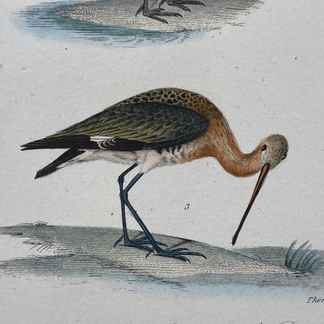 18th Century French Antique 18th Century "La Becassine" Bird Engraving Hand Colored Signed Artwork For Sale - Image 5 of 11