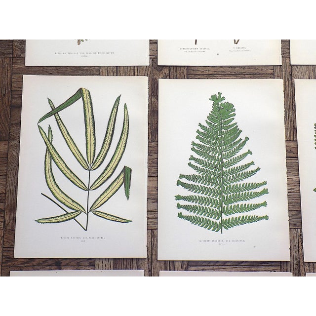 Antique 19th Century Botanical Wood Engravings - Ferns - Set of 12 For Sale - Image 4 of 8