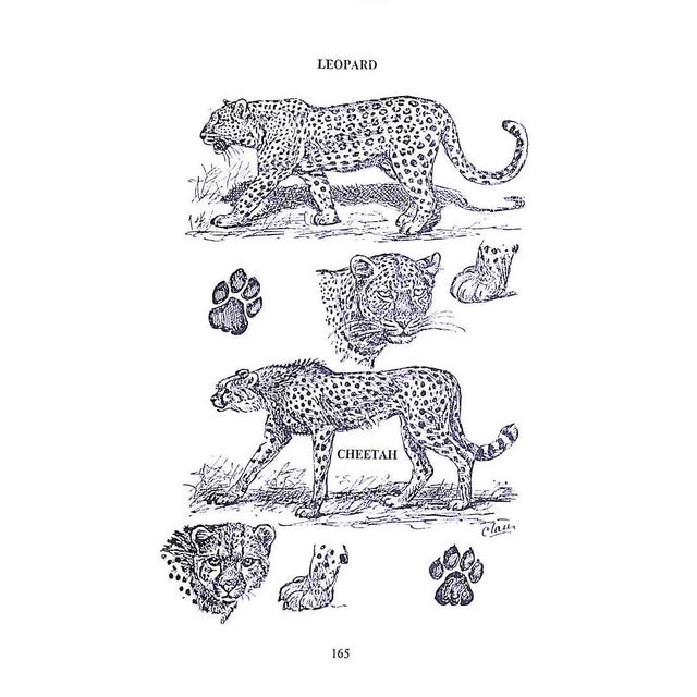 Paper "The Game Animals of Southern Africa" 1963 Maberly C. T. Astley For Sale - Image 7 of 10