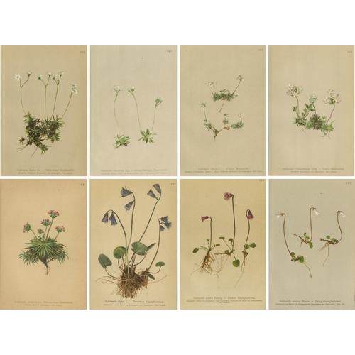 Alpine Flower Prints, 1897, Set of 8 For Sale - Image 11 of 11