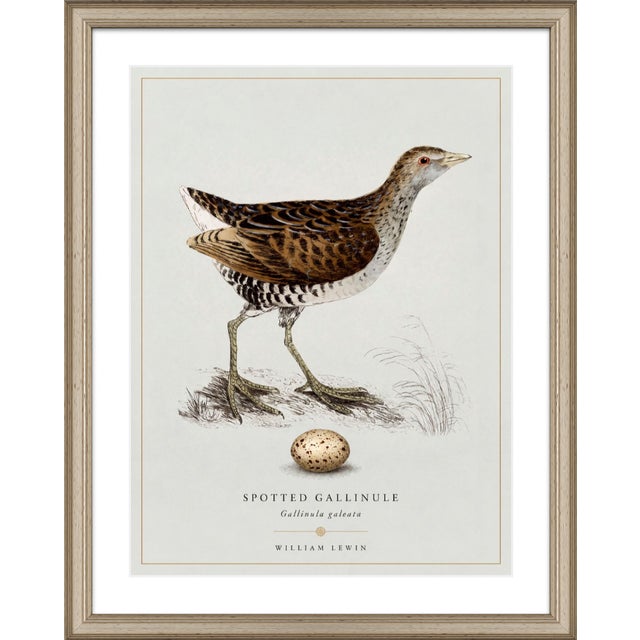 William Lewin 1789 Waterbirds Fine Art Gallery Board Print - The Spotted Gallinule For Sale In San Antonio - Image 6 of 15