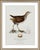 William Lewin 1789 Waterbirds Fine Art Gallery Board Print - The Spotted Gallinule For Sale In San Antonio - Image 6 of 15