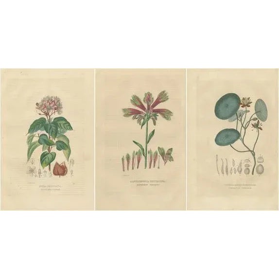 Drapiez, Heritage Blossoms, 1845, Hand-Colored Engravings, Set of 3 For Sale - Image 6 of 6