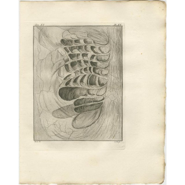 After Jacques de Sève, Camel Anatomy, 1769, Engravings, Set of 10 For Sale - Image 11 of 17