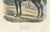 Artillerie à Cheval, Imperial Guard Cavalry, Napoleonic Military Print, 1843 This finely hand-coloured 19th-century...
