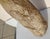 15th Century & Earlier Large Petrified Wood Log For Sale - Image 5 of 13