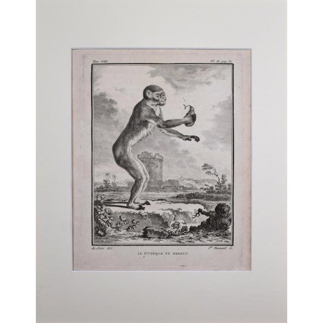 18th Century antique engraving of a Monkey. Presented in cream colored matting and a bronze-gold wood frame. Copper Plate...