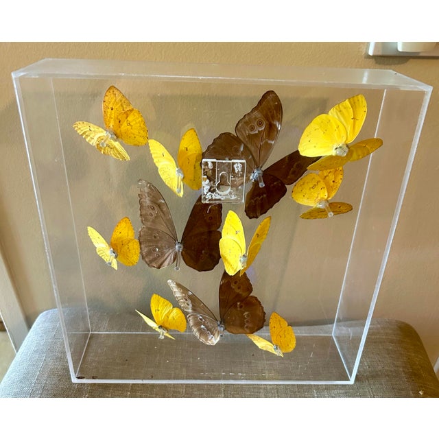 Rare Lucite Butterfly Display Julienne 1998 - 11 Tropical Butterflies Taxidermy For Sale - Image 4 of 5