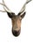 Cabin Late 19th Century Wood Carved Stag Head Blakc Forest Deer Carving For Sale - Image 3 of 9