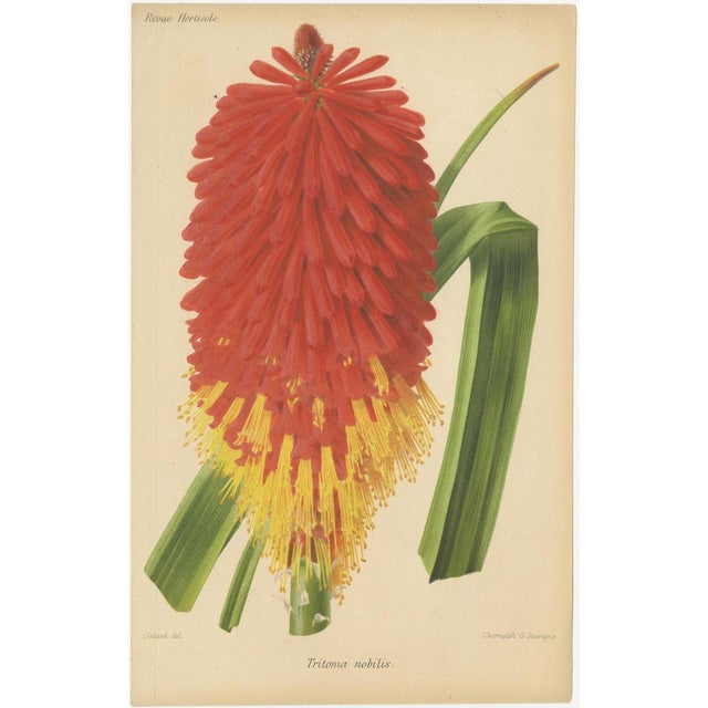 Brown Vintage Botanical Illustrations from Revue Horticole, 1855, Set of 8 For Sale - Image 8 of 10