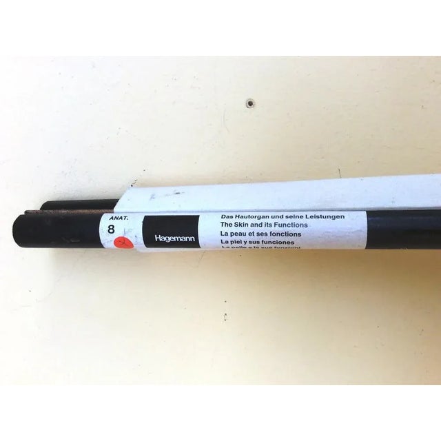 Pull-Down Anatomical Wall Chart by Hagemann, Düsseldorf, 1970s For Sale - Image 6 of 7