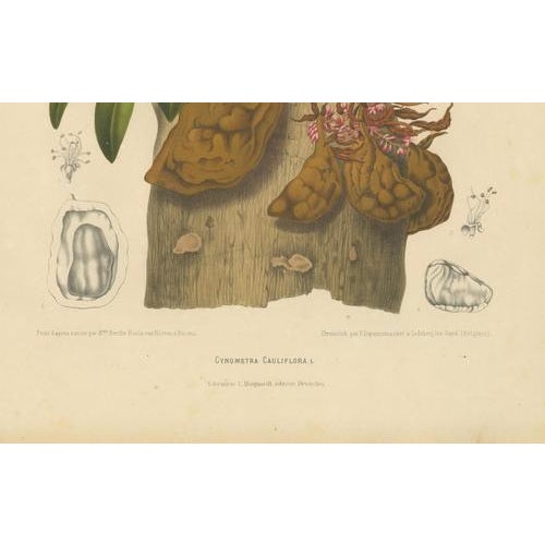 Berthe Hoola van Nooten, Namnam Tree, 1880, Chromolithograph For Sale - Image 3 of 7
