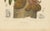 Berthe Hoola van Nooten, Namnam Tree, 1880, Chromolithograph For Sale - Image 3 of 7