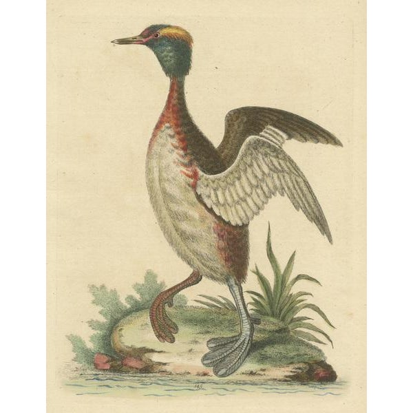 George Edwards, Horned Grebe, 1750s, Paper For Sale - Image 3 of 6