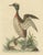 George Edwards, Horned Grebe, 1750s, Paper For Sale - Image 3 of 6