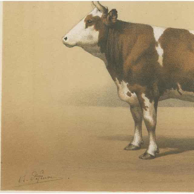 19th Century Borie, Mancelle Cow, French Cattle Breed, 1863, Chromolithograph For Sale - Image 5 of 9