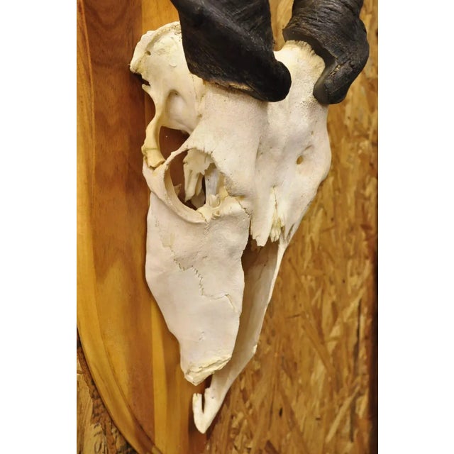 Vintage African Eland Skull Mount With Twisted Horns Taxidermy Cabin Decor For Sale In Philadelphia - Image 6 of 10