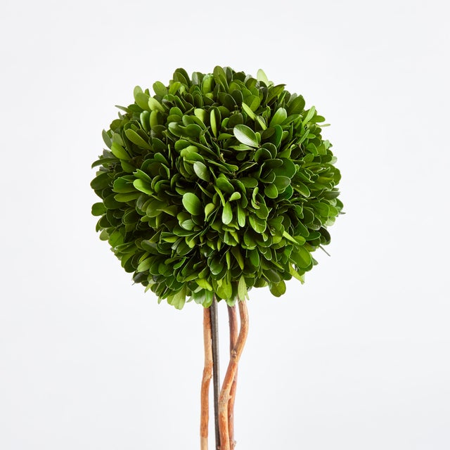 Introducing a novel idea, real English boxwoods with their own standard root ball, ready to drop in to your favorite...