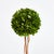 Introducing a novel idea, real English boxwoods with their own standard root ball, ready to drop in to your favorite...