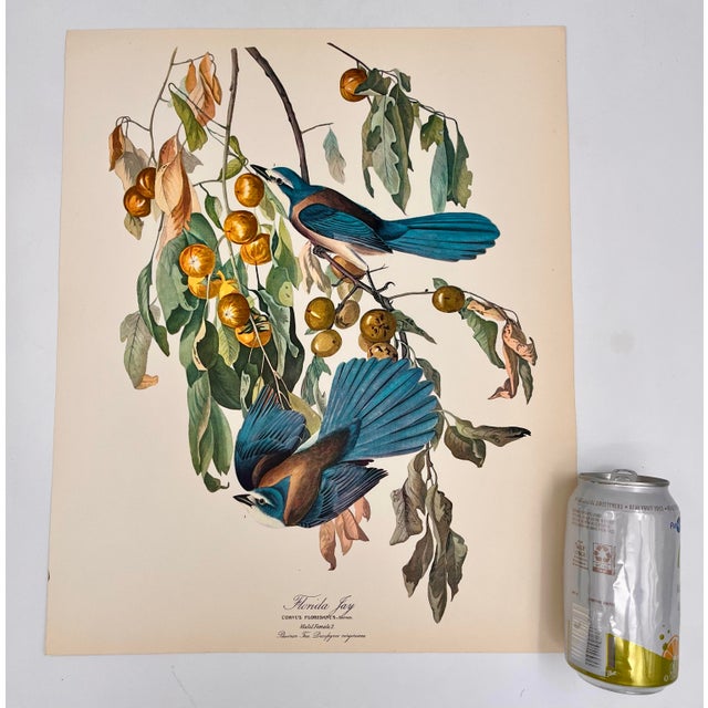 Audubon Bird Print – “Florida Jay”, 1964 Abrams Folio – Vintage Ornithology Art 1964 print from "The Audubon Folio: Great...