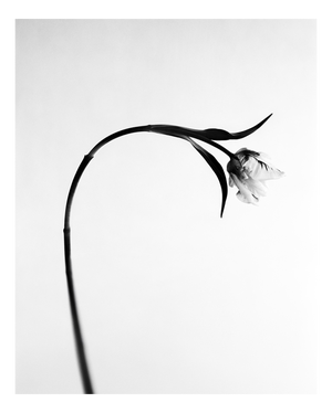 Ugne Pouwell, Tulip No.2, 2026, Analogue Floral Photography, Limited Edition of 10