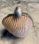Marguerite Stix Shell Minaudiere with a Pearl and Cabochon Ruby Clasp circa 1965 For Sale In Philadelphia - Image 6 of 11