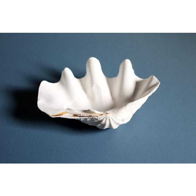 1990s Natural Tridacna Giant Clam Shell - Large seashell bowl - shell decor For Sale - Image 5 of 10